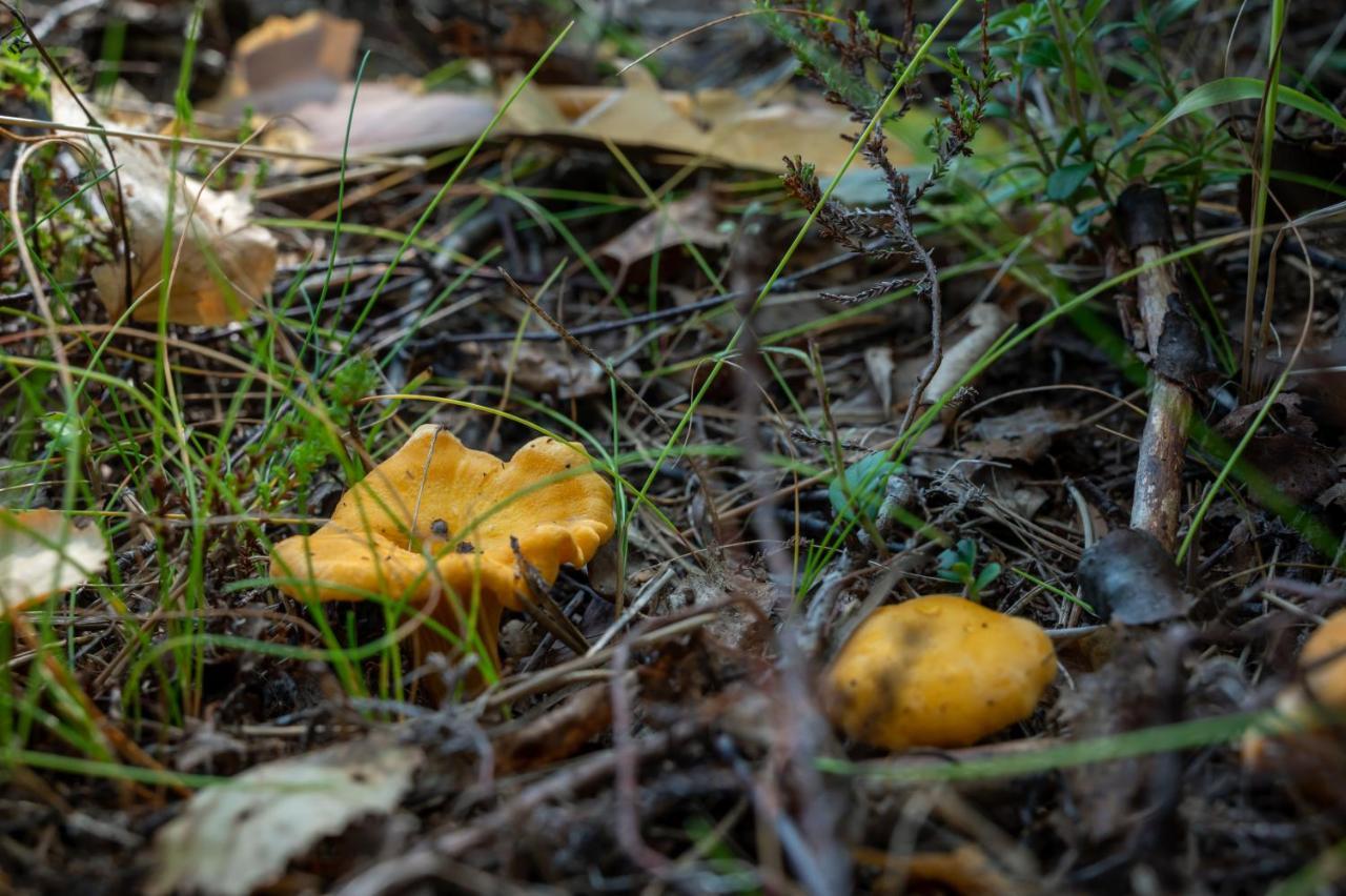 Saimaan Kultaranta Villa Puumala Exteriör bild